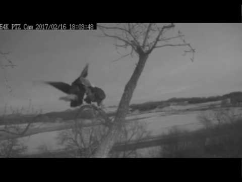 2 16 2017 ~ Evening Mating Concludes the Day!