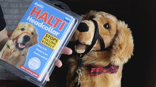 Putting on a Halter, Halti, or Headcollar: The Incredible K9