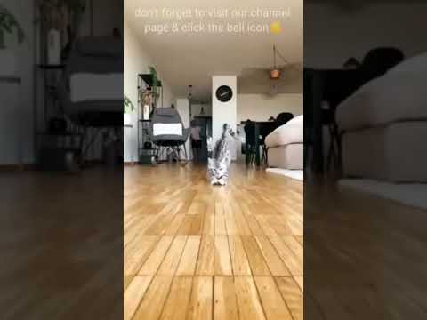 Funny Cats Videos WatCh And Enjoy#babycat #viralshorts #funnycats #cat #cute