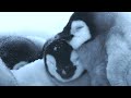 Baby Penguin’s First Steps | 4K UHD | Dynasties | BBC Earth