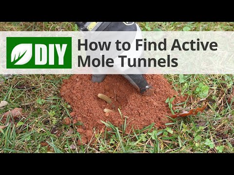  How to Find Active Mole Tunnels  Video 