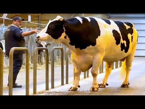 Huge Holstein Friesian Bulls