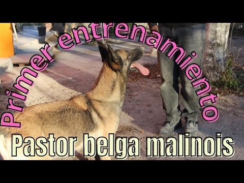 ATENA PRIMER ENTRENAMIENTO, PASTOR BELGA MALINOIS #dog #malinois