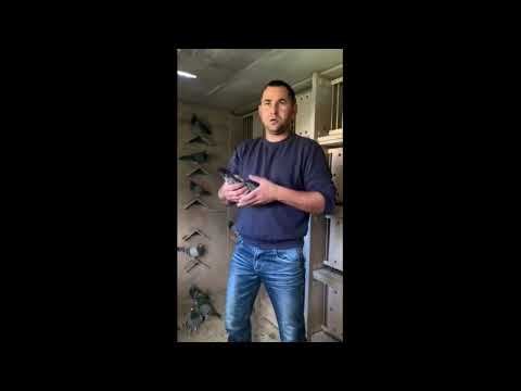 🕊🕊Gołębie z linii Hurrican 51. Udany Sezon 2023. Bracia Makoś🕊🕊