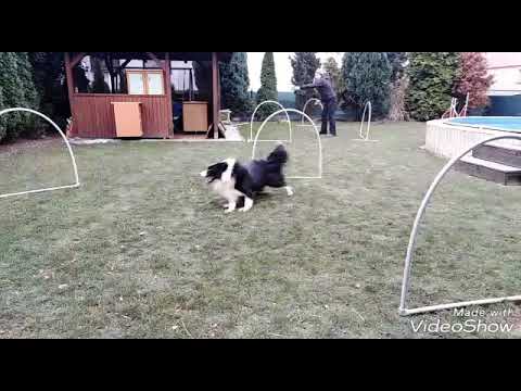 Hoopers training I Iziček