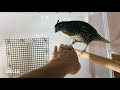 If you think your quails are tame, then watch this!!!😜🐦🐦🐦🐦