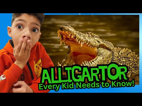 All About Alligators: 10 Facts Kids will find Amazing1