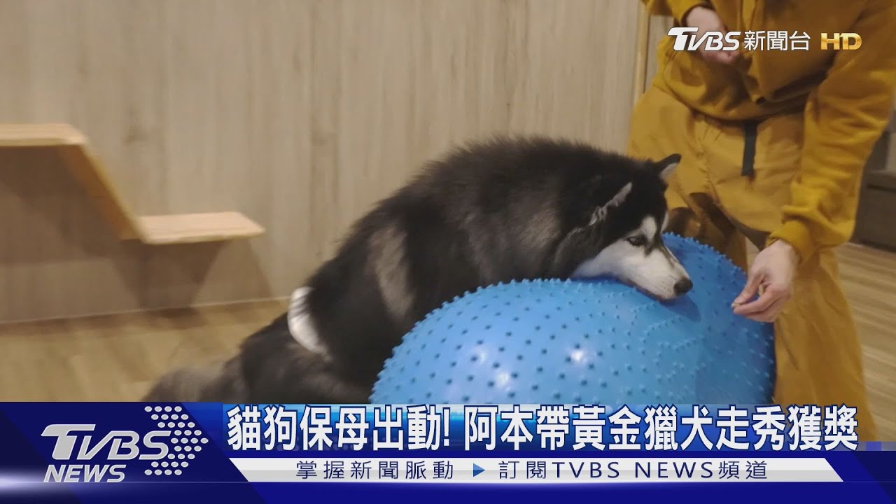 《萌寵明星粗乃玩 主子好萌》 阿本帶黃金獵犬走秀獲獎