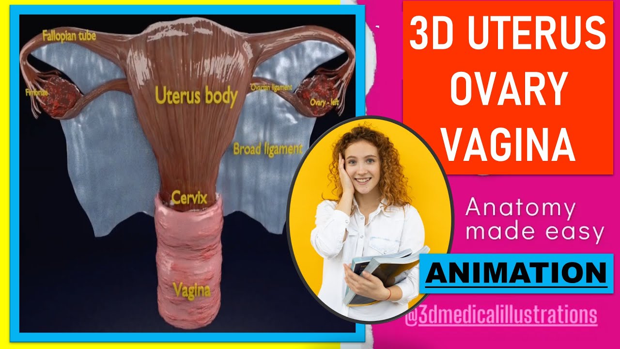 Uterus 3D Model