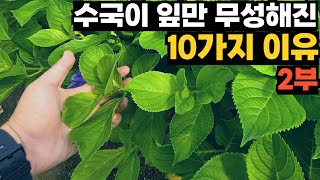 (2부) 수국이 잎만 무성해진 10가지 이유!