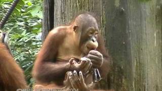 preview picture of video 'Unterwegs in den letzten Regenwäldern auf Borneo Teil 6'