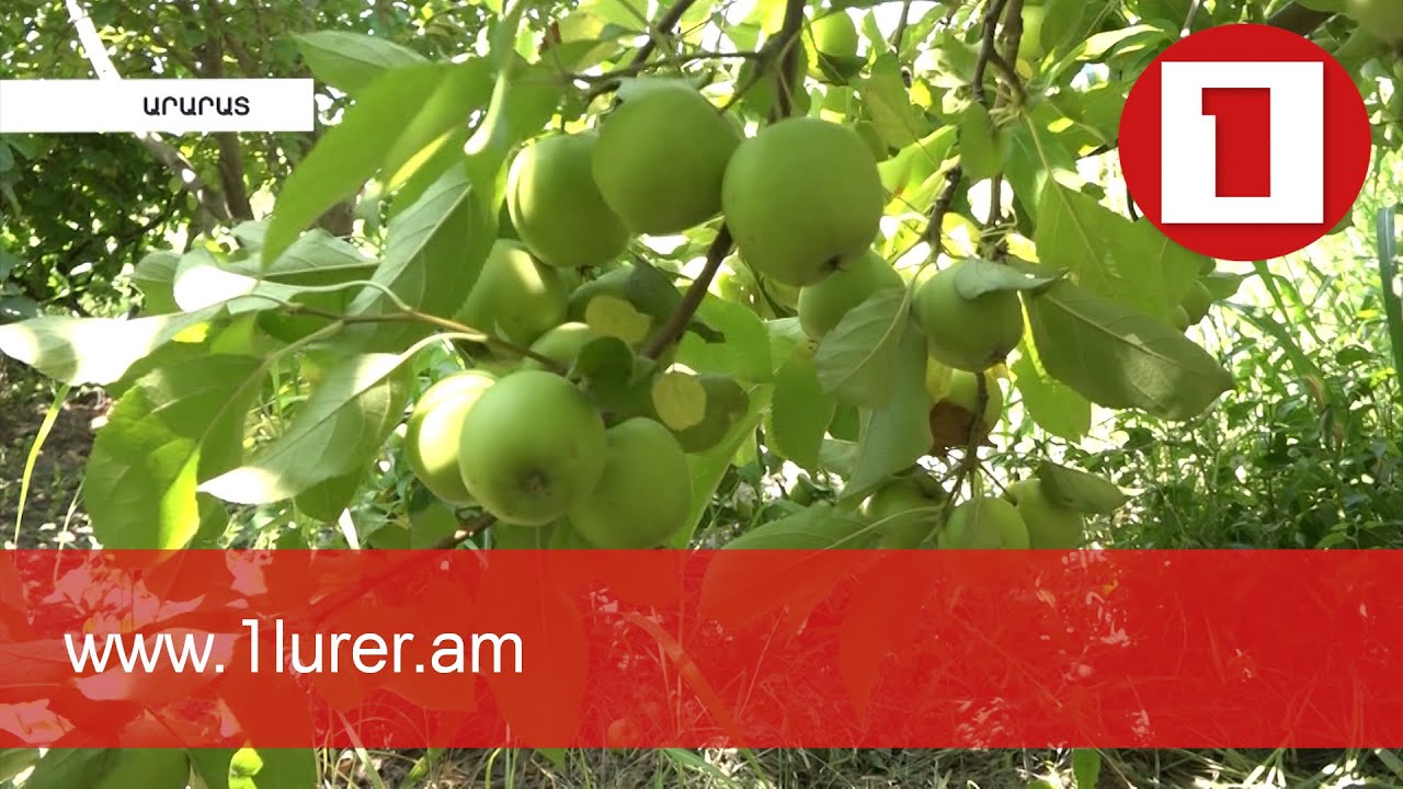 Արարատի Նորաշենում խնձորի առատ բերք է սպասվում