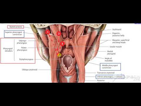 Phayrnx longitudinal muscles 3