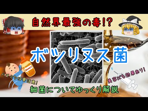 ボツリヌス菌の顕微鏡写真(栄養体、内生胞子、胞子)