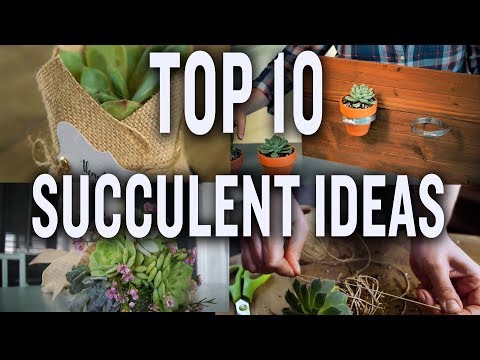 download lagu mp3 mp4 Succulent Decorating Ideas, download lagu Succulent Decorating Ideas gratis, unduh video klip Succulent Decorating Ideas