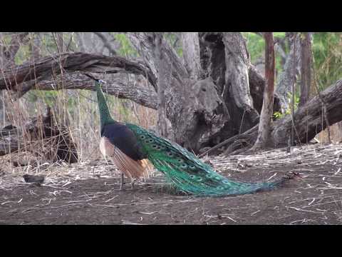 Pavo muticus Baluran National Park Java