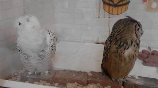 【アニマルビデオ】ふくろう　と　えすかるこ　"owl"　And　"Snail？"