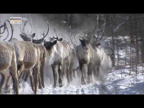 [HD] Borschtsch in der Taiga - Unterwegs mit den sibirischen Rentierzüchtern [Doku 2016]