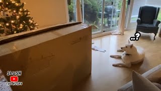 My Husky Investigated this Mysterious Box