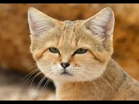 Can I keep a sand cat as a pet?