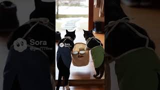 イカ人参配達くろしま #生成ai #cat #猫 #shorts