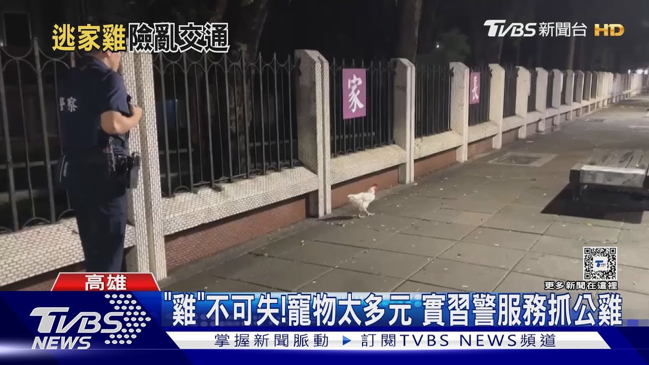 「雞」不可失！白雞逛大街　實習警防彈衣誘捕