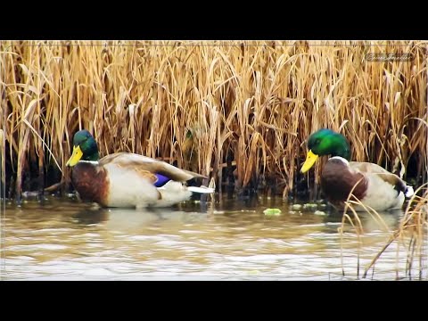 , title : 'Πρασινοκέφαλες Άγριες Πάπιες - Mallard Duck'