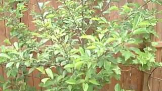 Dwarf Cherry Trees - 2009 - 3rd Year
