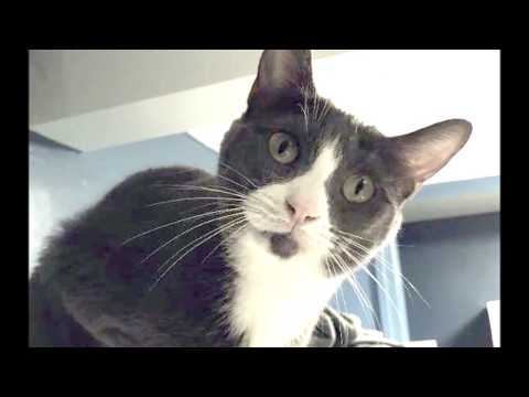 Sasha, an adopted Domestic Short Hair & Tuxedo Mix in South Ozone Park, NY_image-1