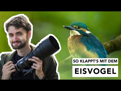 Endlich ein EISVOGEL | Vögel fotografieren im Sommer