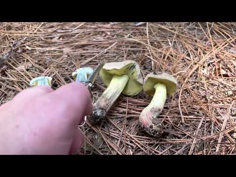 Blue boletes in brief: Staining mushrooms of the non-psychoactive sort