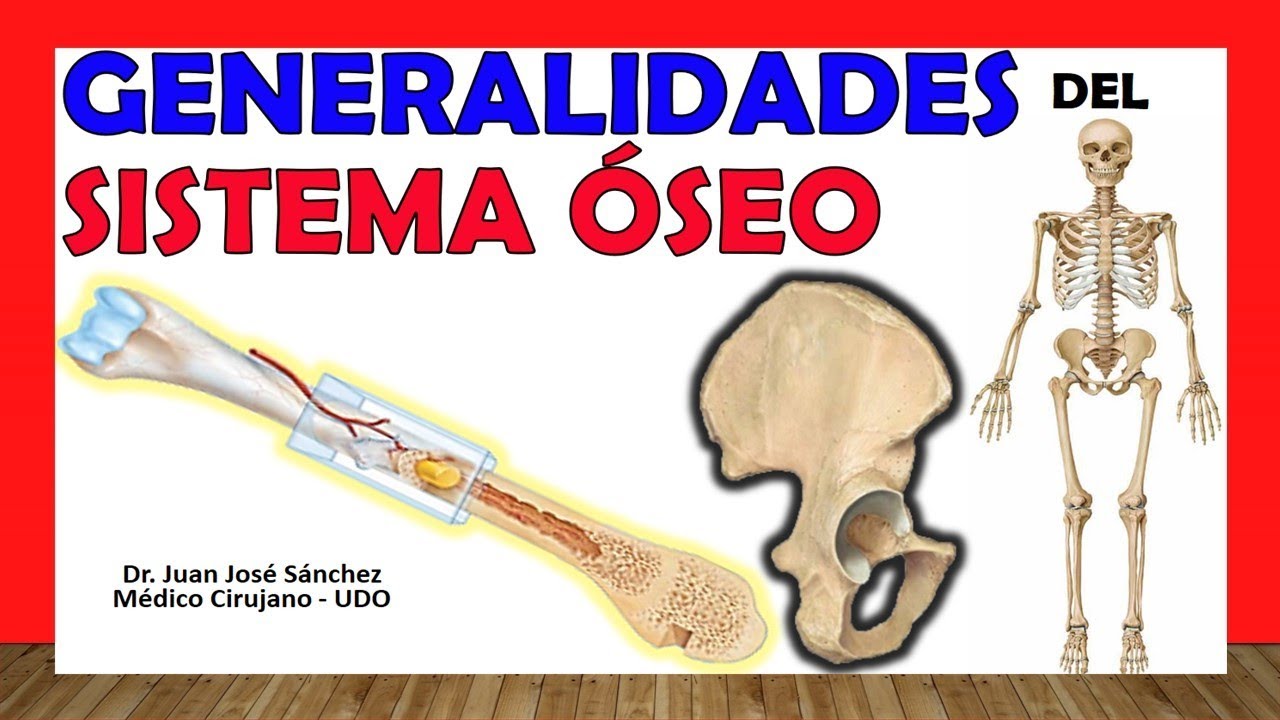 🥇 BONE SYSTEM. -Skeletal-. Types of Bones, classification, function.