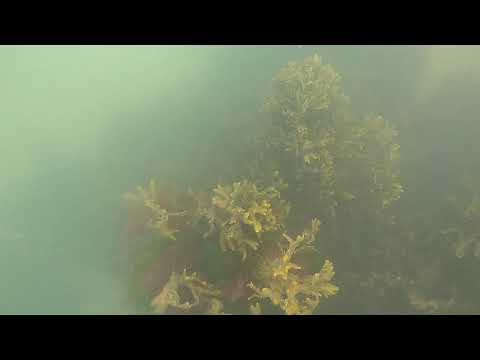 04 July 2020 - First time GoPro - Start of Dive