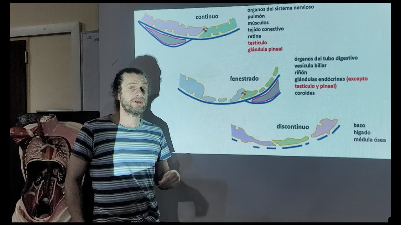 Tipos de capilares sanguíneos