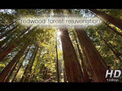 "Redwood Forest Rejuvenation" NEW 1-Hour Nature Experience Video HD 1080p