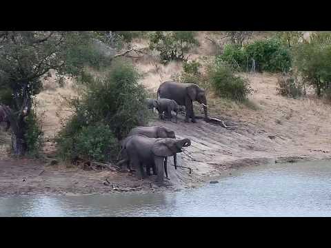 Djuma: Small group of Elephants drinking - 15:55 - 06/17/20