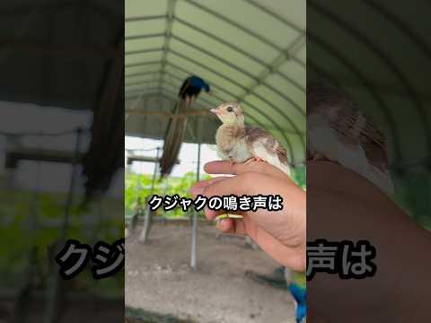 クジャクの飼育をオススメしない理由
