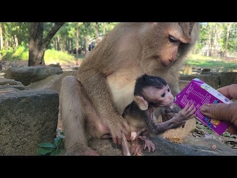 I tried to help save baby Astro by giving him some milk while Astra not yet get back from Bonita🙏