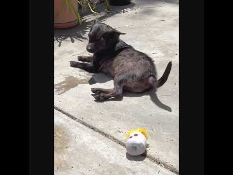 Zuma, an adopted Chihuahua Mix in Glendora, CA_image-1