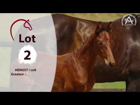 Alle Informationen zu den Fohlen finden Sie auf www.fohlenauktion.at - Lot2