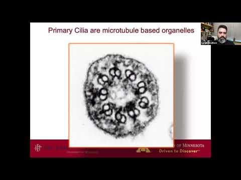 ICRN Webinar: "Ciliotherapy: The Primary Cilium as a Therapeutic Target in Carcinogenesis”