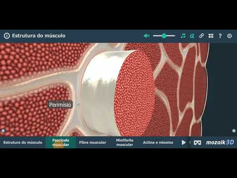 Mecanismo de Contração Muscular - FONOVIM