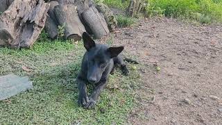 ឆ្កែក្បាលខូច #dog #cuteanimals #animalpictures