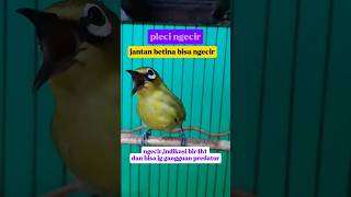 Download lagu pleci ngecir jantan apa betina ?#plecidakun #pleci #beranda #plecigacornembak mp3 Download lagu pleci ngecir jantan apa betina ?#plecidakun #pleci #beranda #plecigacornembak mp3