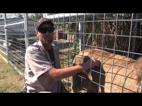 GW Zoo Animal Spotlight - Mufasa