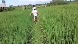 Download lagu Jelajah Saluran Irigasi di Persawahan Batanwani, Kukuh, Marga, Tabanan, Bali mp3