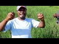 Fulsa Ya Kilimo Cha Mpunga Kinachoweza Badilisha Maisha Yako
