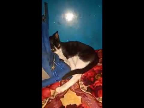 How did my cat react when we teased him while he was sleeping?🐈
