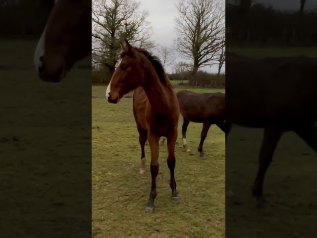 &Agrave; vendre poulain de 2025 SF par Falko de Hus