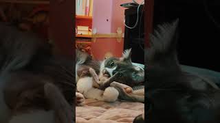 猫と魚